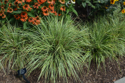 EverColor Everest Japanese Sedge (Carex oshimensis 'Carfit01') at Peter Knippel Garden Centre
