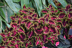 Volcanica Solar Flare Coleus (Solenostemon scutellarioides 'UF20-103-6') at Lakeshore Garden Centres