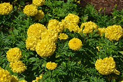 Marvel II Yellow Marigold (Tagetes erecta 'PAS1363450') at Lakeshore Garden Centres