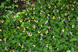 Yellow Moon Torenia (Torenia 'Yellow Moon') at Lakeshore Garden Centres
