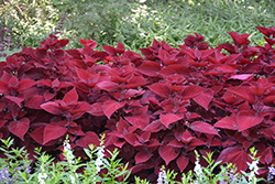 Beale Street Coleus (Solenostemon scutellarioides 'Beale Street') at Lakeshore Garden Centres