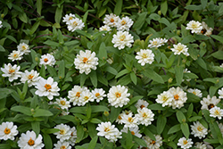 Profusion Double White Zinnia (Zinnia 'Profusion Double White') at Lakeshore Garden Centres
