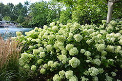 Little Lime Hydrangea (Hydrangea paniculata 'Jane') at Peter Knippel Garden Centre