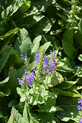 Tidal Pool Meadow Sage (Salvia nemorosa 'Tidal Pool') at Lakeshore Garden Centres