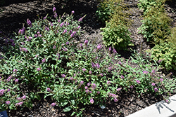 Orchid Annie Butterfly Bush (Buddleia 'Orchid Annie') at Lakeshore Garden Centres