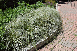Feather Falls Sedge (Carex oshimensis 'Feather Falls') at Lakeshore Garden Centres