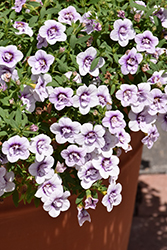 Superbells Double Twilight Calibrachoa (Calibrachoa 'KLECA21509') at Lakeshore Garden Centres