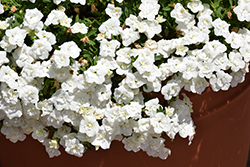 Superbells Double White Calibrachoa (Calibrachoa 'WNCALSBDBLWH24') at Lakeshore Garden Centres