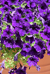 Headliner Violet Sky Petunia (Petunia 'KLEPH23780') at Lakeshore Garden Centres