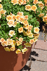 Superbells Double Amber Calibrachoa (Calibrachoa 'KLECA20428') at Lakeshore Garden Centres