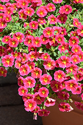 MiniFamous Neo Red Hawaii Calibrachoa (Calibrachoa 'KLECA22915') at Lakeshore Garden Centres