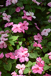 Imara XDR Pink Impatiens (Impatiens walleriana 'Imara XDR Pink') at Lakeshore Garden Centres