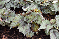 Jurassic Snowfall Begonia (Begonia 'Jurassic Snowfall') at Lakeshore Garden Centres