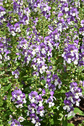 Alonia Big Bicolor Purple Angelonia (Angelonia angustifolia 'Alonia Big Bicolor Purple') at Lakeshore Garden Centres