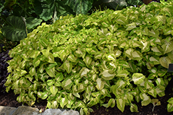 Kong Jr. Green Halo Coleus (Solenostemon scutellarioides 'Kong Jr. Green Halo') at Lakeshore Garden Centres