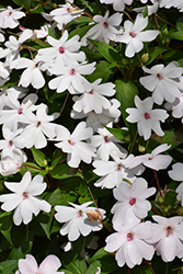 Solarscape White Shimmer Impatiens (Impatiens 'Solarscape White Shimmer') at Lakeshore Garden Centres