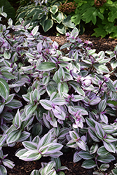 Nanouk Tradescantia (Tradescantia albiflora 'Nanouk') at Lakeshore Garden Centres
