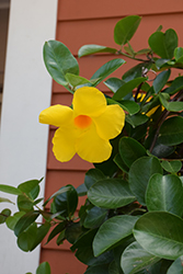 Summer Romance Vining Yellow Mandevilla (Mandevilla 'Summer Romance Vining Yellow') at Lakeshore Garden Centres