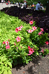 Madinia Coral Pink Mandevilla (Mandevilla 'Madinia Coral Pink') at Lakeshore Garden Centres