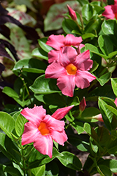 Madinia Coral Pink Mandevilla (Mandevilla 'Madinia Coral Pink') at Lakeshore Garden Centres