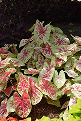Raspberry Moon Caladium (Caladium 'Raspberry Moon') at Lakeshore Garden Centres