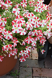 Amore King of Hearts Petunia (Petunia 'Amore King of Hearts') at Lakeshore Garden Centres