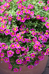 Bumble Bee Hot Pink Calibrachoa (Calibrachoa 'Balumotink') at Lakeshore Garden Centres