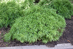 Sunset Glow Clump Bamboo (Fargesia rufa 'Sunset Glow') at Lakeshore Garden Centres