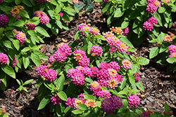 Gem Compact Pink Opal Lantana (Lantana camara 'Gem Compact Pink Opal') at Lakeshore Garden Centres