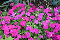 Beacon Violet Shades Impatiens (Impatiens walleriana 'PAS1357834') at Lakeshore Garden Centres
