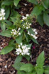 Starcluster Cascade White Star Flower (Pentas lanceolata 'Starcluster Cascade White') at Lakeshore Garden Centres
