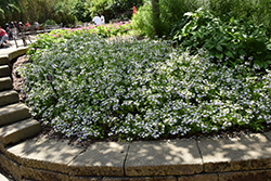 Bombay Platinum Fan Flower (Scaevola aemula 'Bombay Platinum') at Lakeshore Garden Centres