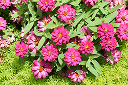 Zahara Double Cherry Zinnia (Zinnia 'Zahara Double Cherry') at Lakeshore Garden Centres