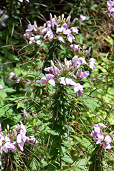 Clementine Violet Spiderflower (Cleome 'Clementine Violet') at Lakeshore Garden Centres