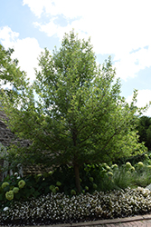 Green Gable Black Gum (Nyssa sylvatica 'NSUHH') at Lakeshore Garden Centres