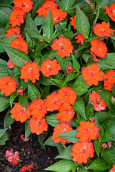SunStanding Orange Aurora Impatiens (Impatiens 'SunStanding Orange Aurora') at Lakeshore Garden Centres