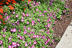 Blanket Rose Star Petunia (Petunia 'Blanket Rose Star') at Lakeshore Garden Centres