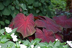 Burst my Bubble Caladium (Caladium 'Burst my Bubble') at Lakeshore Garden Centres