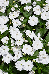 SunPatiens Compact Classic White Impatiens (Impatiens 'SAKIMP068') at Lakeshore Garden Centres