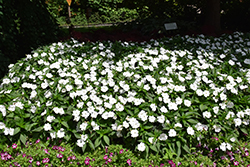 SunPatiens Compact Classic White Impatiens (Impatiens 'SAKIMP068') at Lakeshore Garden Centres