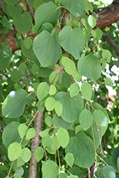 Amazing Grace Weeping Katsura Tree (Cercidiphyllum japonicum 'Amazing Grace') at Lakeshore Garden Centres