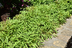 Sweet Caroline Medusa Green Sweet Potato Vine (Ipomoea batatas 'Sweet Caroline Medusa Green') at Lakeshore Garden Centres