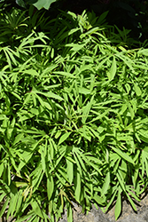 Sweet Caroline Medusa Green Sweet Potato Vine (Ipomoea batatas 'Sweet Caroline Medusa Green') at A Very Successful Garden Center