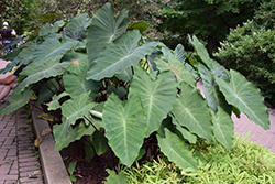 Island Giants Heart of the Jungle Elephant Ear (Colocasia esculenta 'Heart of the Jungle') at Lakeshore Garden Centres