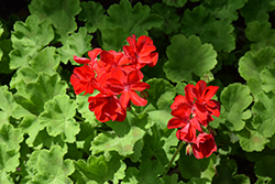 Galaxy Dark Red Geranium (Pelargonium 'TOSTD0388') at Lakeshore Garden Centres