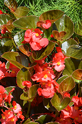 Big Red Bronze Leaf Begonia (Begonia 'Big Red Bronze Leaf') at Lakeshore Garden Centres