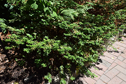 Japanese Plum Yew (Cephalotaxus harringtonia) at Lakeshore Garden Centres