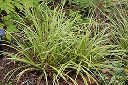 EverColor Everglow Sedge (Carex morrowii 'Everglow') at Lakeshore Garden Centres