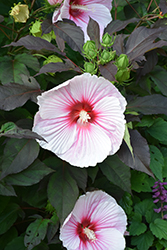 Dark Mystery Hibiscus (Hibiscus 'Dark Mystery') at Peter Knippel Garden Centre