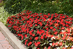 SunPatiens Compact Deep Red Impatiens (Impatiens 'SAKIMP060') at Lakeshore Garden Centres